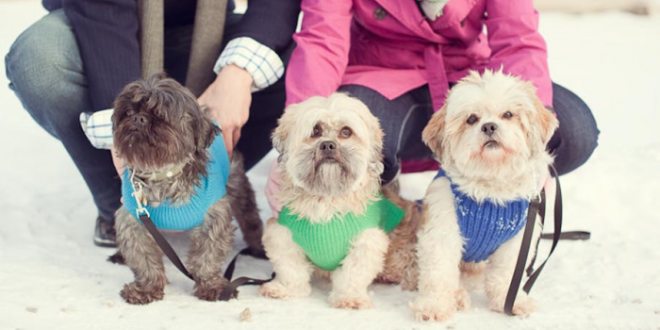 Top 35 Winter Clothes for Dogs