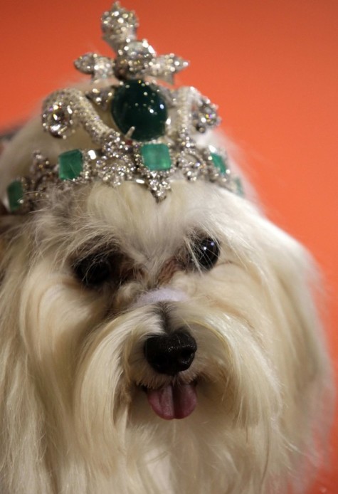 A male Maltese dog, Kanune, wears an emerald tiara during a dog fashion show in Bangkok