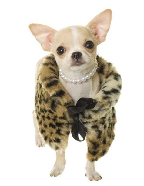 jewelry-dog-fur-coat