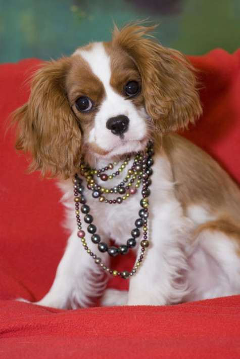 jewelry-dog-necklace