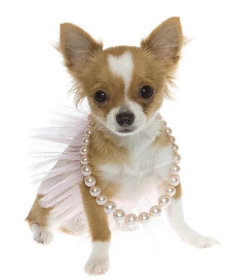 jewelry-dog-tutu